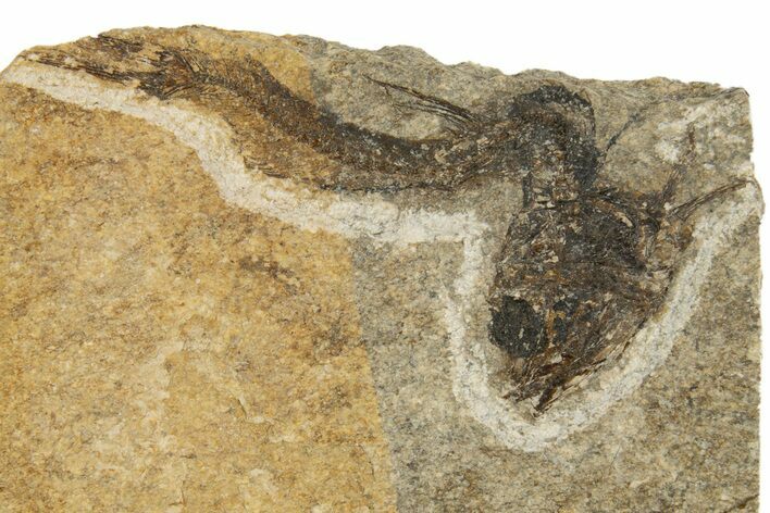 Oligocene Fossil Fish (Idrissia carpathica) - Poland #320605
